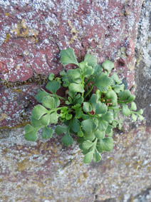 Asplenium ruta-muraria